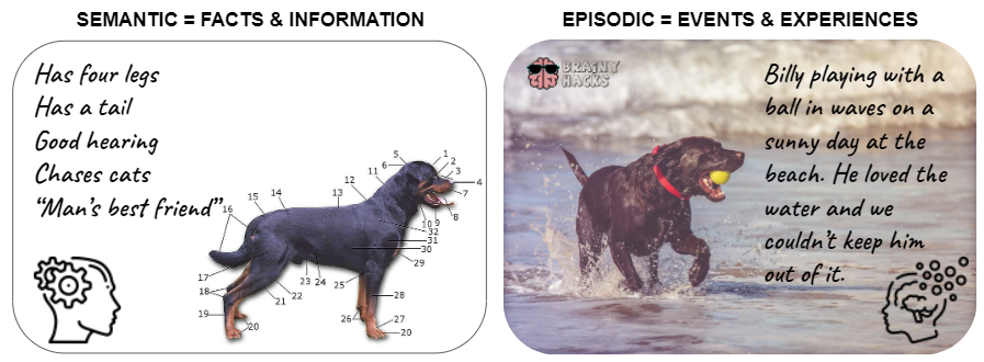 episodic vs semantic memory can be distinguished as facts and information versus experiences and events