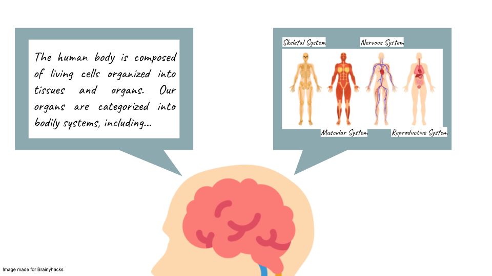 dual-coding theory